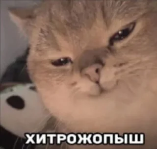 🌟 emoji Жизуля Telegram sticker 17 of 56