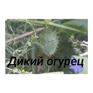 Sticker from Закладки кидать - будешь