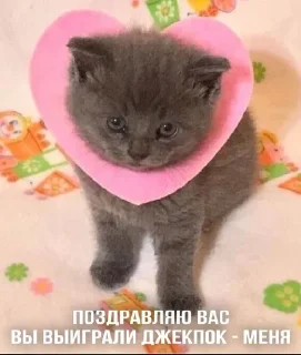 ✨ emoji Мемы от аришки Telegram sticker 18 of 120