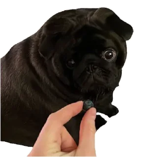 Sticker from Pugs doing things