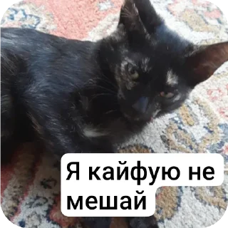 Sticker from Мои питомцы
