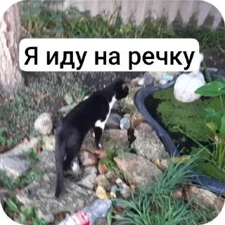 Sticker from Мои питомцы