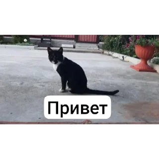 Sticker from Мои питомцы