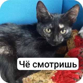Sticker from Мои питомцы