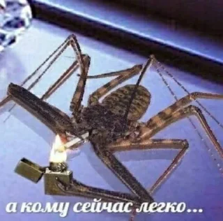Sticker from ДЕНЬ ПАУКОВ И ГУБКИ БОБА🤩 /от