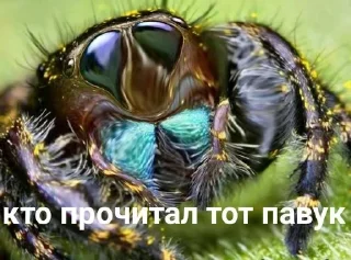 Sticker from ДЕНЬ ПАУКОВ И ГУБКИ БОБА🤩 /от