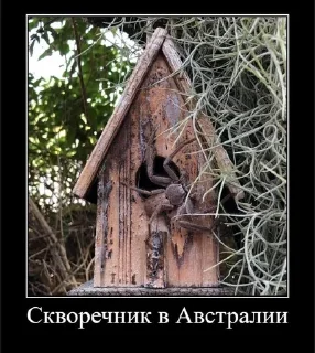 Sticker from ДЕНЬ ПАУКОВ И ГУБКИ БОБА🤩 /от
