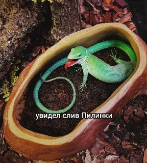 Sticker from Рептилоиды тимы 💝