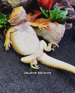 Sticker from Рептилоиды тимы 💝