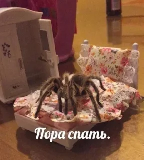 Sticker from ДЕНЬ ПАУКОВ И ГУБКИ БОБА🤩 /от