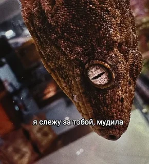 Sticker from Рептилоиды тимы 💝