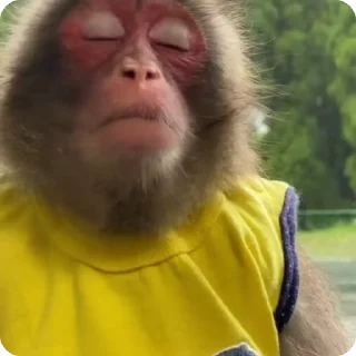 Sticker from Big Monkeys Pack 3