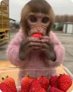 🙂 emoji Big Monkeys Pack 2 Telegram sticker 24 of 50