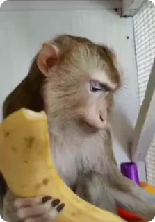 🍌 emoji Big Monkeys Pack 2 Telegram sticker 12 of 50