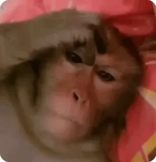 🤔 emoji Big Monkeys Pack Telegram sticker 9 of 50