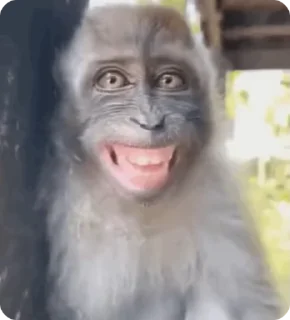 😁 emoji Big Monkeys Pack Telegram sticker 1 of 50