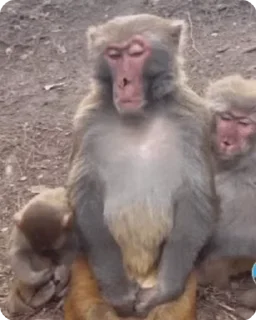 🤨 emoji Big Monkeys Pack Telegram sticker 8 of 50