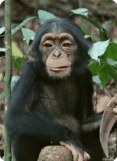 😐 emoji Big Monkeys Pack Telegram sticker 21 of 50