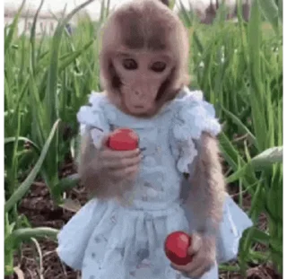 🍒 emoji Big Monkeys Pack Telegram sticker 14 of 50