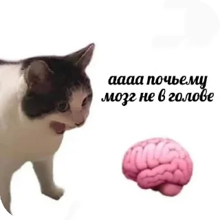 🐱 emoji мемы с чата donatov.net❤️ Telegram sticker 12 of 21