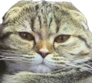 🌟 emoji Биба и боба Telegram sticker 23 of 70