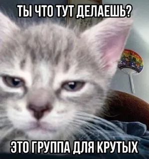 Sticker from котеки @anyushp