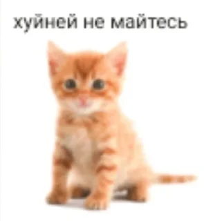 Sticker from котеки @anyushp