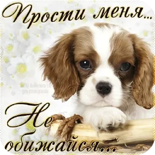 🖼 emoji Прости( Telegram sticker 3 of 5