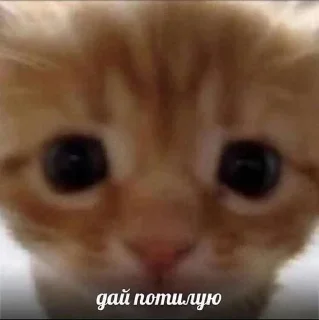😘 emoji E-баллы Telegram sticker 23 of 64