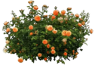 🌳 emoji Х-ёвый Сад Ника Telegram sticker 10 of 18