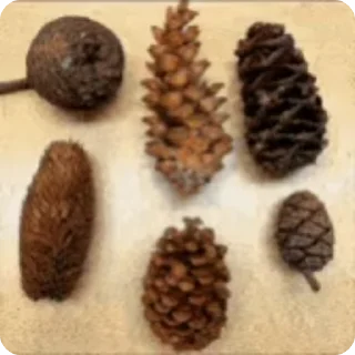 🌳 emoji Х-ёвый Сад Ника Telegram sticker 13 of 18