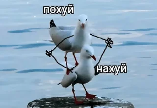 Sticker from хихи да хаха