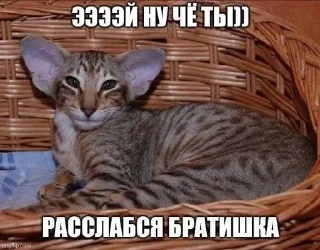 Sticker from Пиздарод