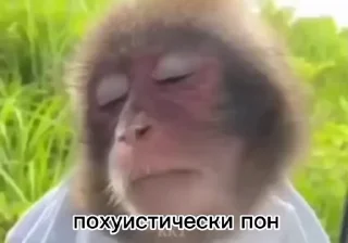 😒 emoji Обезьяны: @Pea4_stickerbot Telegram sticker 10 of 50