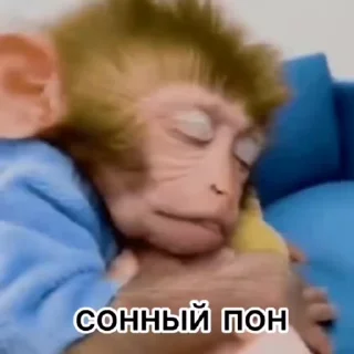 😴 emoji Обезьяны: @Pea4_stickerbot Telegram sticker 22 of 50