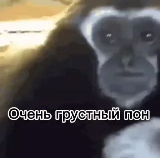 😭 emoji Обезьяны: @Pea4_stickerbot Telegram sticker 15 of 50