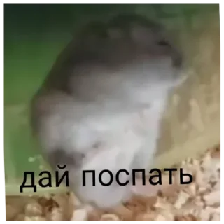 Sticker from хомачка пак 🥀 (@pochimydba)