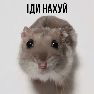 🌟 emoji Хомʼяк || @sonhuu_archive Telegram sticker 18 of 55