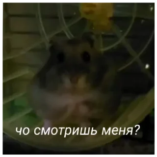 Sticker from хомачка пак 🥀 (@pochimydba)