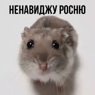 🌟 emoji Хомʼяк || @sonhuu_archive Telegram sticker 24 of 55