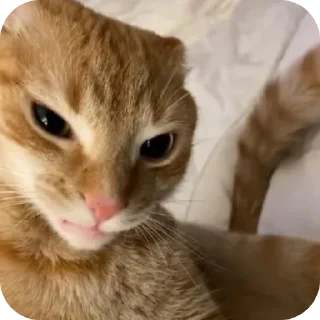 🐱 emoji стикерочкииии Telegram sticker 17 of 60