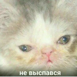 Sticker from котики яна