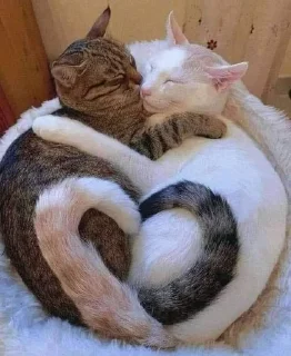 Sticker from Cats