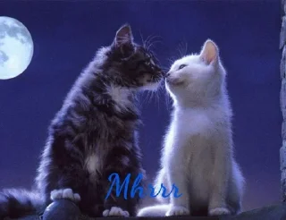 Sticker from Cats