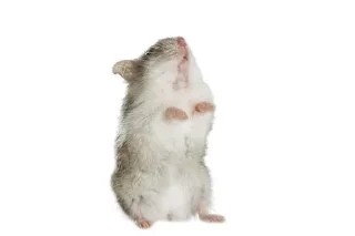 🌟 emoji 🦔 Left Hedgehog Telegram sticker 10 of 13
