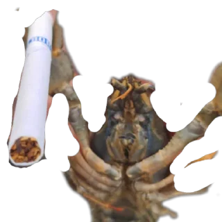 🤪 emoji ЧВК Ебан Telegram sticker 16 of 23