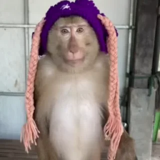Sticker from MonkeyZ 4 by @ponmonkygifs