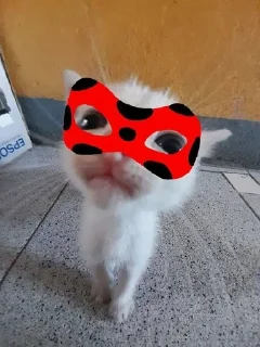 🙂 emoji леди буг и супер кэт Telegram sticker 1 of 21