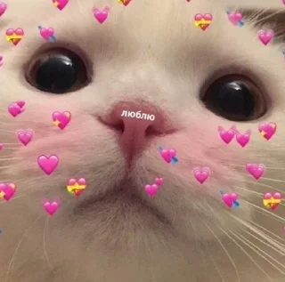 🥰 emoji meow Telegram sticker 8 of 120