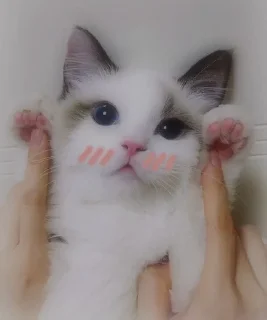 🙃 emoji meow Telegram sticker 20 of 120
